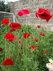 Obraz premium czerwone kwiaty maku