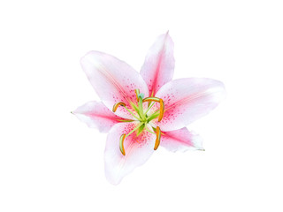 Obraz na płótnie Canvas Pink and white flower isolated on white background