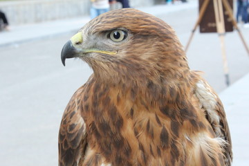 red tailed hawk