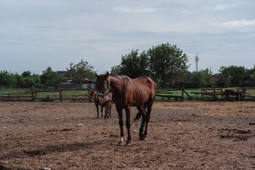 Horse farm. Lots of brown horses in the paddock.
