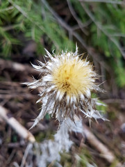 dried plant on the field