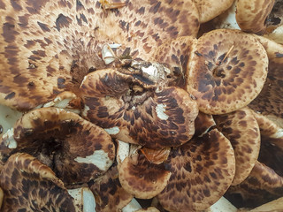 close up of wild mushrooms