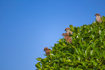 雲一つない青空とすずめ