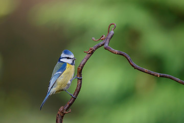 Eurasian blue tit sitting on a branch in the forest in the Netherlands