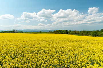 Obraz premium 菜の花畑