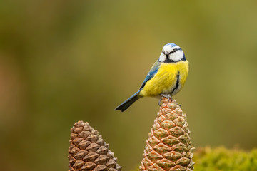 Eurasian blue tit sitting on a pine cone in the forest in the Netherlands