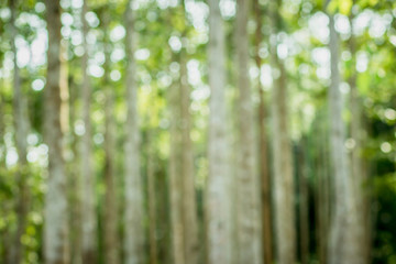 Blur nature bokeh green. Out of focus, rubber forest and sunlight. forest bokeh and blur background.