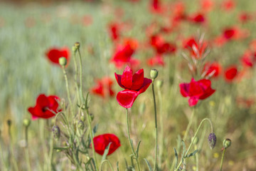 wild poppy flowers