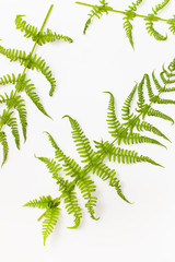 Background image with young fern leaves on a white background. Copy space text.