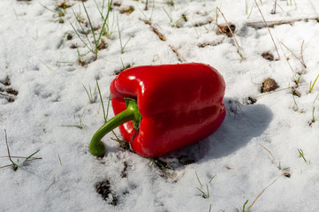 whole red bell pepper in white snow