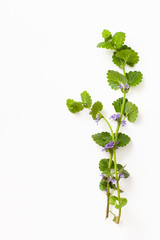 Two branches of Hederacea Glechoma with purple flowers on a white background. Copy space text.