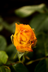 single yellow rose
