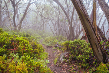 Mt Baw Baw Walking Trails in Summer in Australia