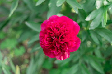 Peony flower spring purple 