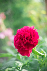 Peony flower spring purple 