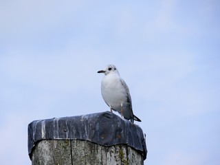 seagull on a fence