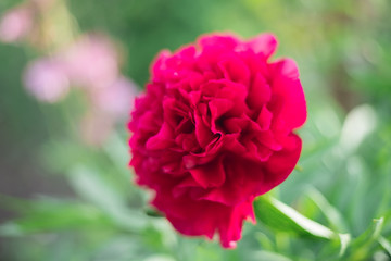 Peony flower spring purple 