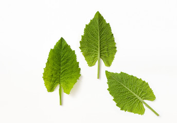 Leaves of a watery succulent plant with a continuation of the leaf in the stem on both sides on a white background. A plant of moist mixed forest. Copy space text.