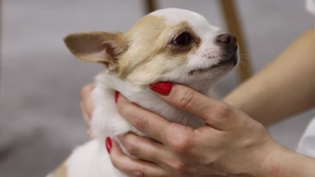 Close-up of a charming chihuahua. beautiful female hands stroking a dog. cute pet .mature dog. Inseparable. Studio. Indoors. Without face
