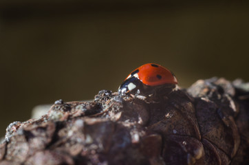 ladybug is sitting on pine cone