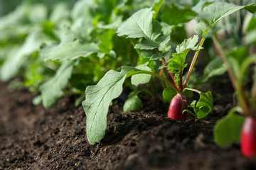 Red fresh radish growing from the ground, closeup, shallow depth of field