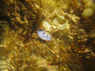 marine wildlife in the Mediterranean Sea
