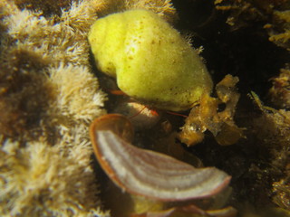 marine wildlife in the Mediterranean Sea

