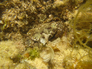 marine wildlife in the Mediterranean Sea

