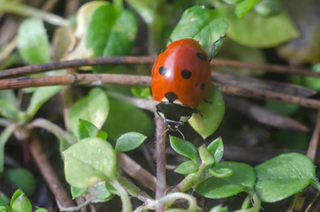 ladybug on the grass in springtime