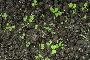 Young arugula sprouts in the ground