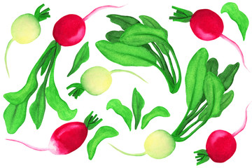 Pink and white watercolor set on isolated white background. Radish and daikon haulms illustration in hand drawn style.