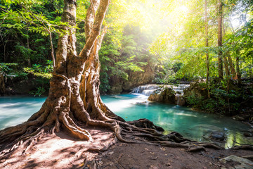 Fototapeta premium Beautiful big tree with roots and sunlight. Waterfall blue emerald water color in Erawan national park. Beautiful nature rock waterfall steps in tropical rainforest at Kanchanaburi province, Thailand