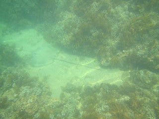 marine wildlife in the Mediterranean Sea
