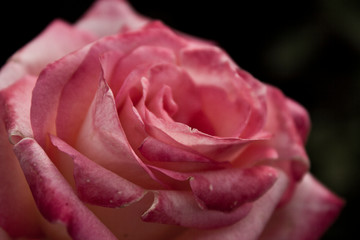 pink rose closeup