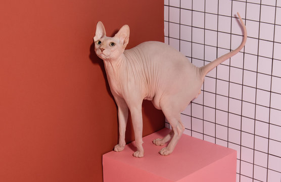 Cute Fat Sphynx Cat Posing On The Cube Naked Flirting Cat Conceptual Photography Of Hygiene And Health Copy Space Stock Photo Adobe Stock