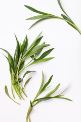 Young twigs and a bunch of tarragon plants on a white background with soft shadows. Background image of the freshness concept. Copy space text.