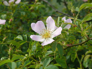 Pink flower with yellow centre during summertime. 