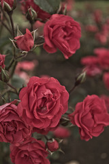 red roses in garden