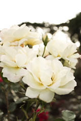 Obraz na płótnie Canvas white roses in a garden