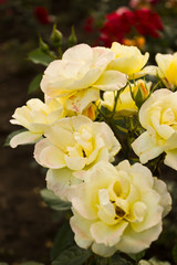 bouquet of yellow flowers