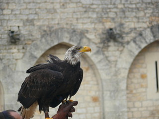 Eagle at a castle in the south of France. 