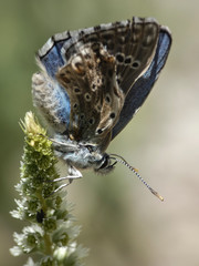 La niña celeste, azul