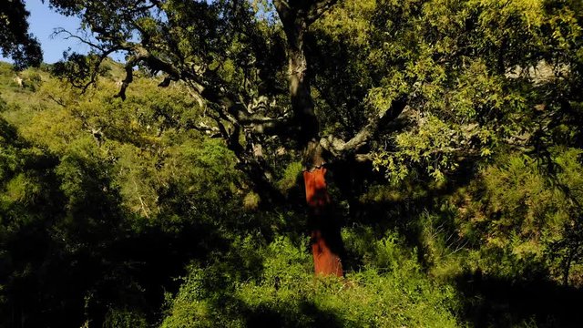 aerial view cork oak forest in spring