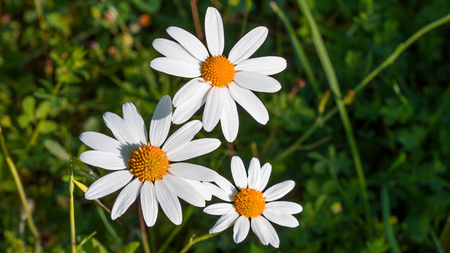 Margueritte