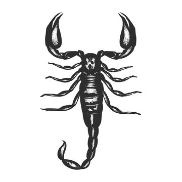 Scorpion vector illustration.Realistic black scorpion on white background.