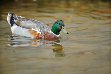 Obraz premium 巣面を漂うマガモ