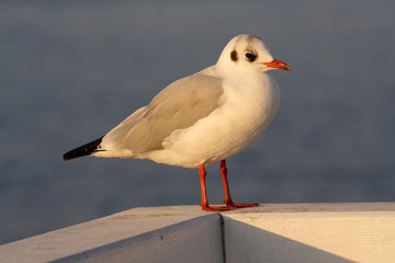 
Black-headed Gull bird in spring
