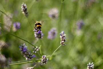 Bee in italy