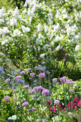 Colourful border at Hidcote Manor Gardens including purple allium, white buddleja and blue agapanthus