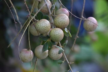 Obraz premium acorns on the tree
